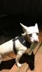 . Rocko .