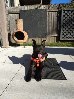 . Mostaccioli - My adoption fee is sponsored! .