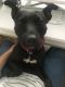 . Mostaccioli - My adoption fee is sponsored! .