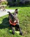 . Mostaccioli - My adoption fee is sponsored! .