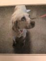 Snoopy A036451