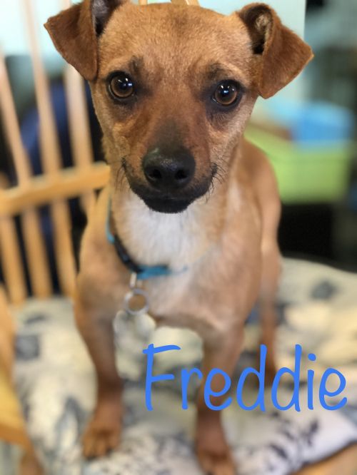 . FREDDIE .
