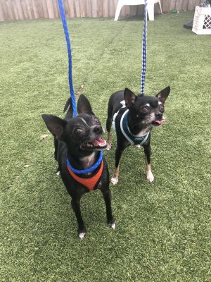 . Sassy and Oscar (We're a bonded pair!) .