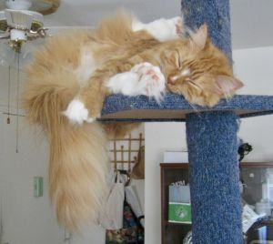 Photo of Rusty
