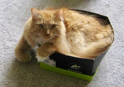 Photo of Rusty