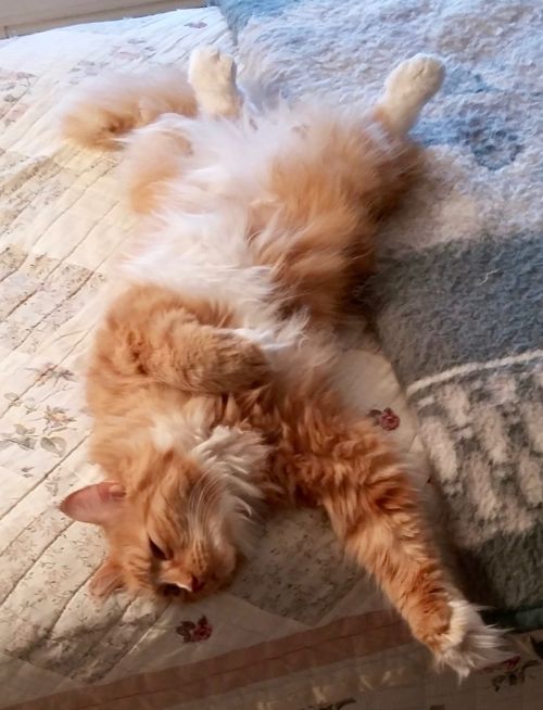 Photo of Rusty