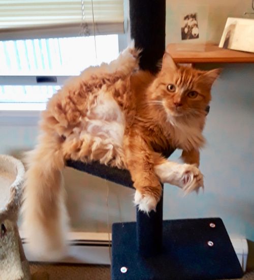 Photo of Rusty