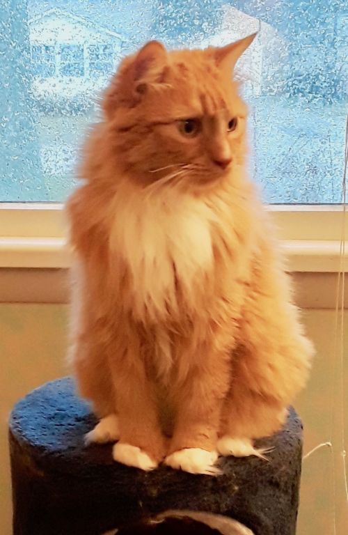 Photo of Rusty