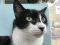 . Newcat .