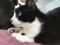 . Newcat .