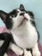 . Newcat .