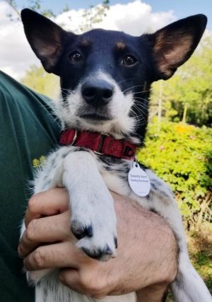 . Eevee .