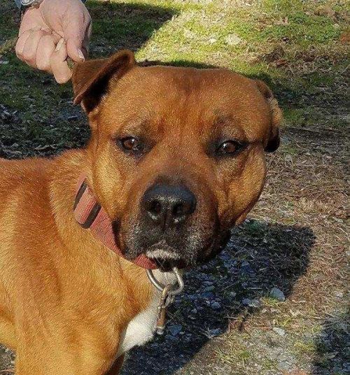 . Hamilton - In High Kill Shelter .