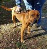 . Hamilton - In High Kill Shelter .