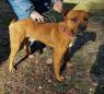 . Hamilton - In High Kill Shelter .