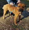 . Hamilton - In High Kill Shelter .