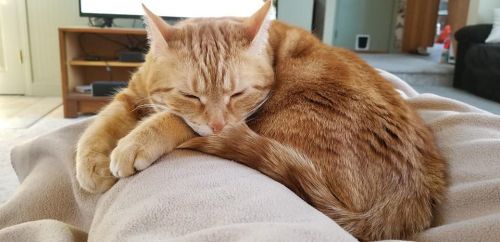 . Ginger .