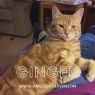 . Ginger .