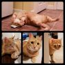 . Ginger .