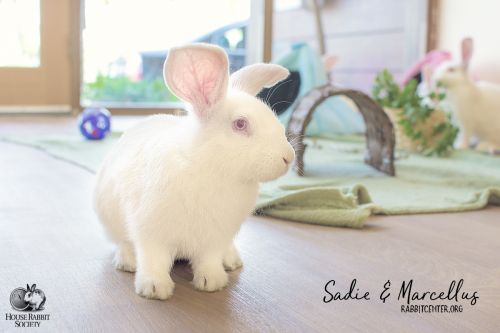 . Sadie & Marcellus .