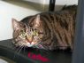 Cathie