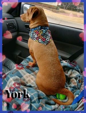 . York .