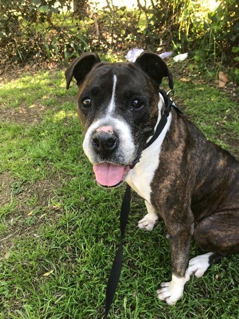 . LEXY - Iâm a devoted love bug Boxer who loves to play and please! .