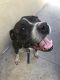 . LEXY - Iâm a devoted love bug Boxer who loves to play and please! .