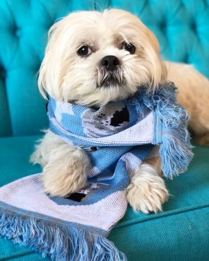 . Imogene -- My adoption fee is sponsored! .