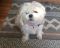 . Imogene -- My adoption fee is sponsored! .