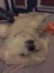 . Imogene -- My adoption fee is sponsored! .