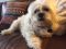 . Imogene -- My adoption fee is sponsored! .