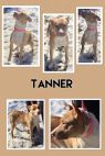 Tanner