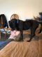 . Powder Puff - Leap Fund Dog! .
