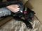 . Powder Puff - Leap Fund Dog! .