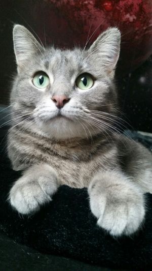 . Nikki .