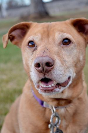 . Waffles (Foster NEEDED) .