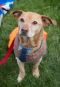 . Waffles (Foster NEEDED) .