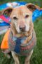 . Waffles (Foster NEEDED) .
