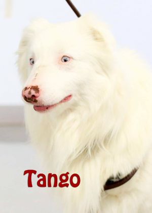 . Tango .