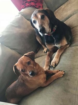. Brutus (& Bear) .