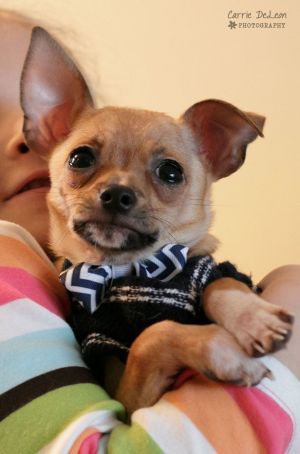 . Chico .
