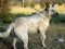 . PAISLEY RILEY (STUNNING markings) .