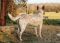 . PAISLEY RILEY (STUNNING markings) .