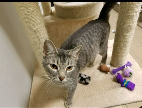 . Georgia at Wyomissing PETSMART .