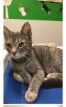 . Georgia at Wyomissing PETSMART .