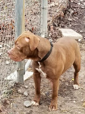. Dixie .