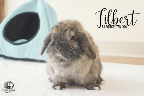 . Filbert .
