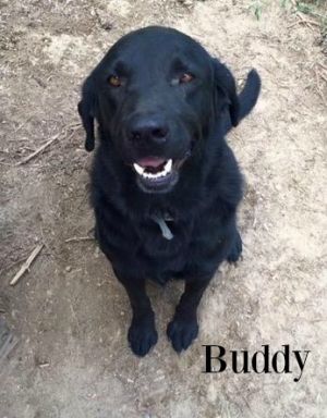 Hi My Name Is Buddy And As You Can See I Am A Handsome Black Lab I Am A Big Boy Weighing Around 75 80lbs And Iaem Past All Of That Puppy Stuff Hi My Name Is Buddy And As You Can See I Am A Handsome Black Lab I Am A Big Boy Weighing Around 75 80lbs And Iaem Past All Of That Puppy Stuff