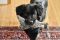 . Rex (I have a video) (Please read my profile carefully) .